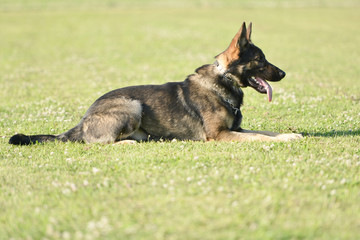 deutscher schäferhund