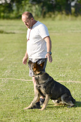 dog training