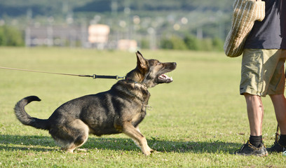 dog training