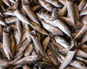 Obraz premium fish fresh on market