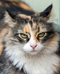 Obraz premium portrait of the cat