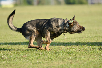 berger allemand ataque