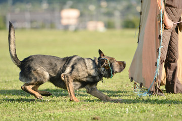 École de dressage de chiens