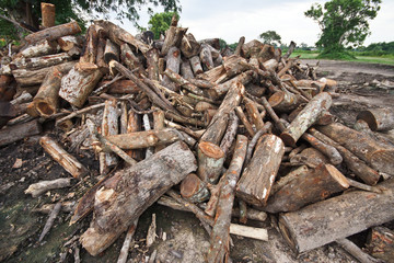deforestation - cutting down trees