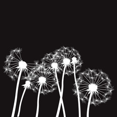 white vector dandelions on black background