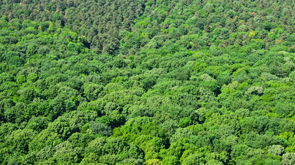 Green forest background