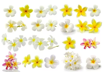 Stickers pour porte Frangipanier Fleur de frangipanier isolé sur fond blanc