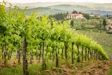 Fototapeta na wymiar Field of vines in the countryside of Tuscany