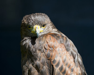 Closeup of harrier hawk