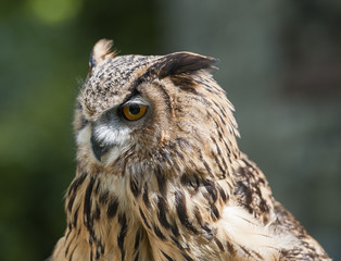 Closeup of european eagle owl