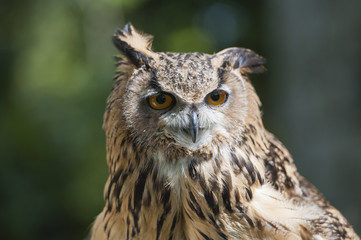 Obraz premium Closeup of european eagle owl