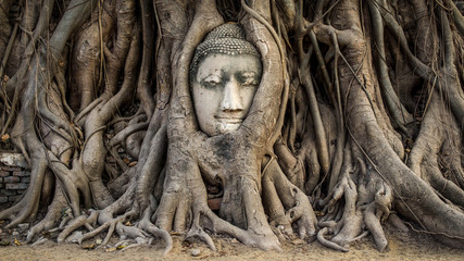 Head of Buddha Statue in the Tree Roots, Ayutthaya, Thailand - obrazy, fototapety, plakaty