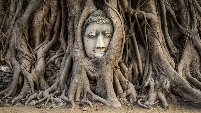 Head of Buddha Statue in the Tree Roots, Ayutthaya, Thailand