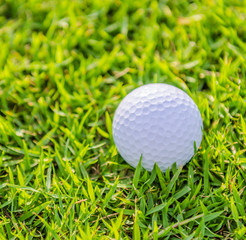 Golf ball on green grass