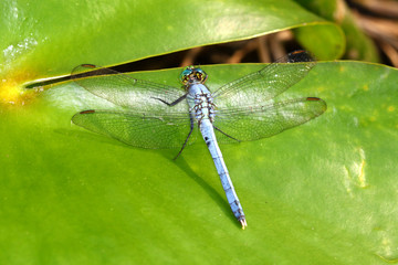 Eastern Pondhawk (Erythemis simplicicollis)