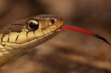 Garter Snake (Thamnophis sirtalis)