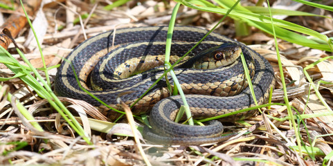 Garter Snake (Thamnophis sirtalis)