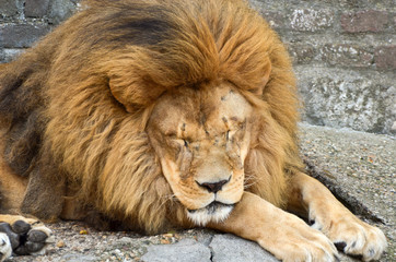 Huge African lion resting