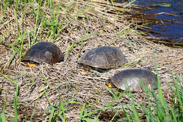 Obraz premium Blandings Turtles Basking
