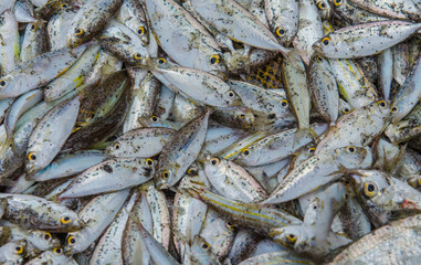 Fresh fish catch on Senggigi beach in Lombok