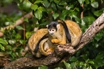 squirrel monkeys resting on tree branch