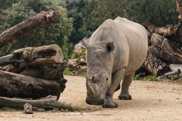 Fototapeta premium detail of southern white rhinoceros