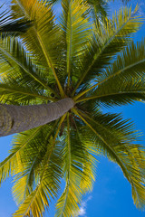 Obraz premium Coconuts palm tree