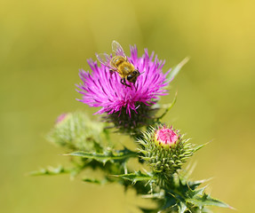 Closeup photo of a bee on thistle wildflower