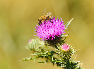 Closeup photo of a bee on thistle wildflower