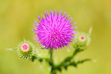 Closeup photo of a thistle wildflower