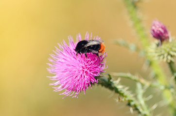 Closeup photo of a bumble bee on thistle wildflower