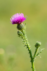 Closeup photo of a thistle wildflower