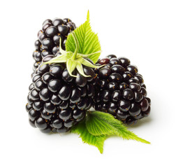 Blackberry isolated
