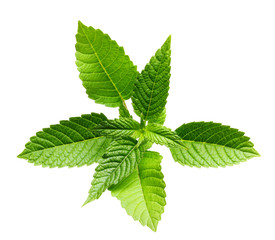 Green mint leaves isolated.