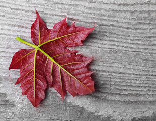 Naklejka na ściany i meble Red maple leaf