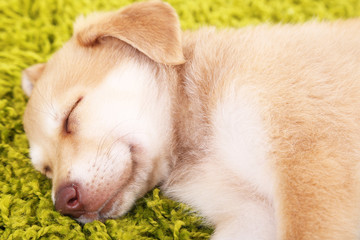 Little cute Golden Retriever puppy on green carpet