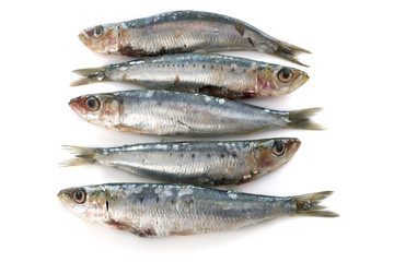 fresh sardine