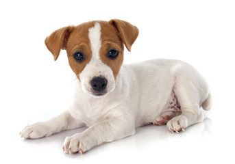 puppy jack russel terrier