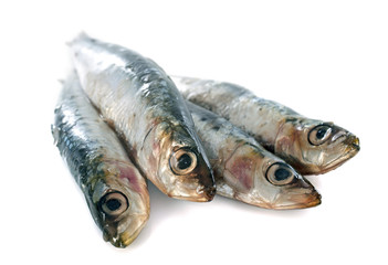 fresh sardine