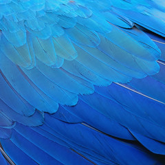 Obraz premium Niebieskie i złote pióra Ara