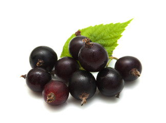 Black currant