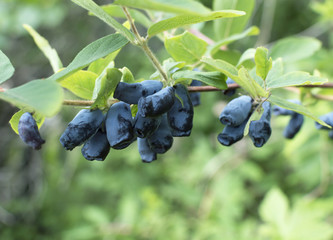 Honeysuckle branch with blue ripe berries