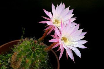 Cactus blossom