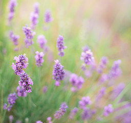 Bush of lavender.
