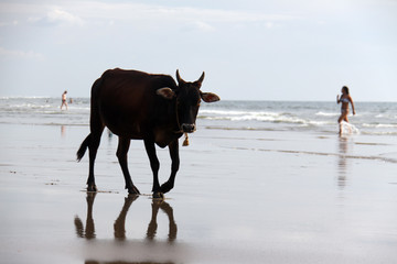 Cow on the beach
