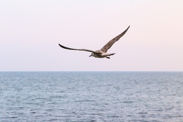 Fototapeta na wymiar sky sea gull
