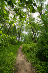 path in the forest