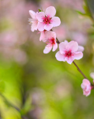 Peach flower with bokeh