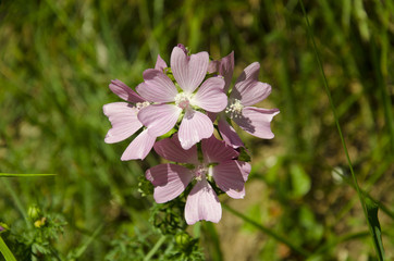 Fiore selvatico di montagna