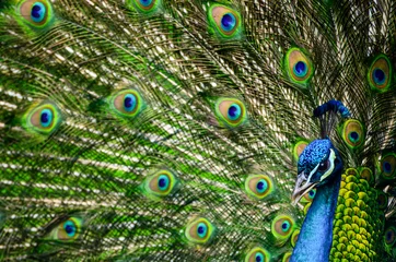 Foto auf Acrylglas Pfau Portrait of beautiful peacock with colorful feathers